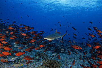 Fototapeta premium Hundreds of grey reef sharks during our dive in Fakarava island. Feared sharks on the atoll in French Polynesia. Marine life in Pacific ocean. Shark is swimming between priacanthus hamrur.