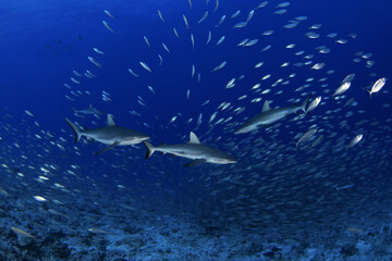 Hundreds of grey reef sharks during our dive on Fakarava island. Feared sharks on the atoll in French Polynesia. Marine life in Pacific ocean. Sharks are trying catch a fish.