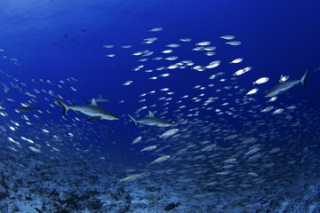 Hundreds of grey reef sharks during our dive on Fakarava island. Feared sharks on the atoll in French Polynesia. Marine life in Pacific ocean. Sharks are trying catch a fish.
