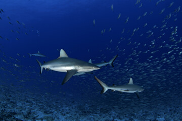 Hundreds of grey reef sharks during our dive on Fakarava island. Feared sharks on the atoll in French Polynesia. Marine life in Pacific ocean. Sharks are trying catch a fish.