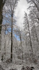 Fototapeta premium Schneelandschaft Wald