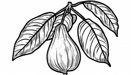 Hand-drawn guava fruit with leaves. Ideal for food packaging, menus, or botanical illustrations. Adds a natural, vintage touch.