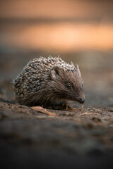 hedgehog on the ground