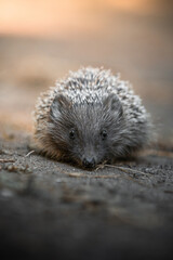 Obraz premium hedgehog on the ground