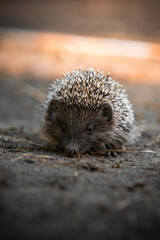 hedgehog on the ground