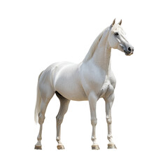 Obraz premium Majestic White Horse on Transparent Background