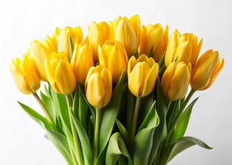 Vibrant Yellow Tulip Bouquet, Isolated White Background - Minimalist Flower Photography