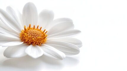 Obraz premium Dynamic daisy shot, angled perspective, petals in mid-movement, ultra-clear details, isolated on white background