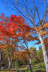 Fototapeta premium 青空バックに見るカラフルなモミジの紅葉