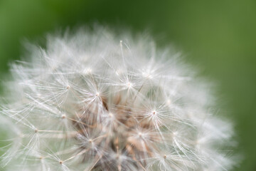 Fototapeta premium 風に揺れるフワフワなタンポポの綿毛