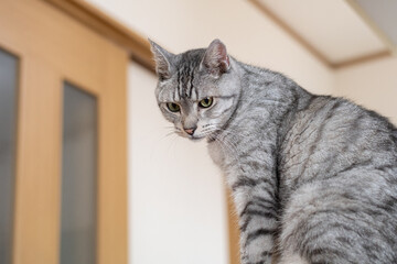 見つめる可愛い猫　サバトラ猫