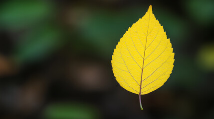 Vivid yellow autumn leaf floating against a dark blurred background