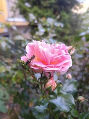 pink rose in garden, bee on a pink flower 