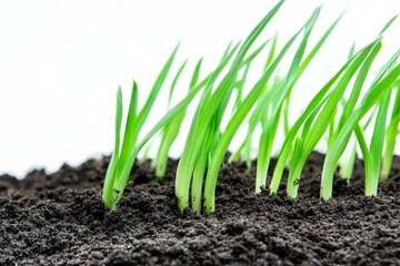 Bunch of green grass shoots are growing in the dirt