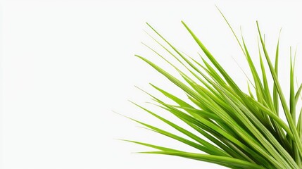 Fototapeta premium Lush green grass blades against a white background.
