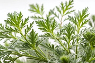 Fototapeta premium Wild Artemisia Campestris Stems, Detailed Macro Shot on Pure White Background - High-Resolution Stock Photo