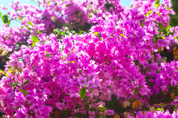 Dense cluster of vibrant pink bougainvillea flowers in full bloom, with some green leaves...