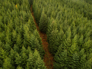 Aerial view of a dense evergreen forest with a path cutting through