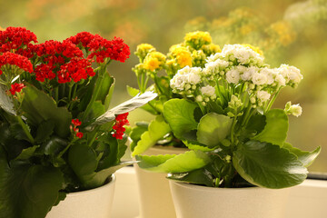 Different beautiful kalanchoe flowers in pots indoors, closeup