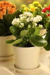 Different beautiful kalanchoe flowers in pots on windowsill