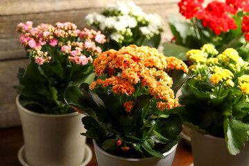 Different beautiful kalanchoe flowers in pots indoors, closeup