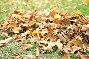 Pile of fallen autumn leaves on green grass