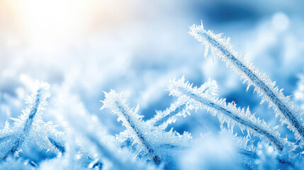 Obraz premium Frosty Patterns on Grass with Soft Blue Hue and Winter Light