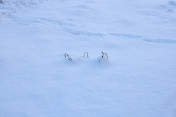 A winter landscape with grass sticks peeking through the snow, creating a serene atmosphere