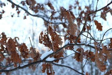 Beautiful winter branches adorned with leaves and glistening snow, creating picturesque scenes
