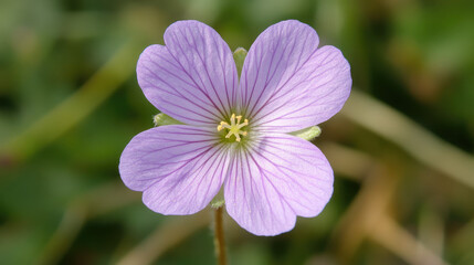 Fototapeta premium Delicate purple flower with intricate details in natural setting