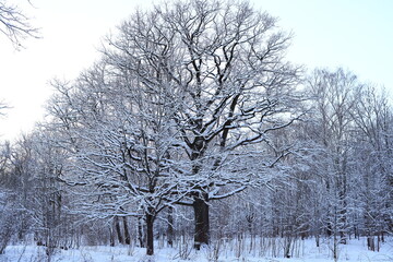A Serene SnowCovered Tree Standing Majestically in the Perfect Winter Wonderland Scene