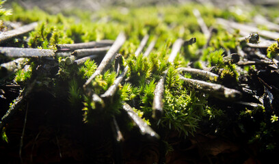 Close-up of moss plants growing on the roof of a house made from palm fiber
