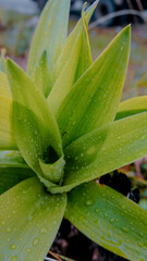 Close-Up of a Fresh Green Plant with Water Droplets