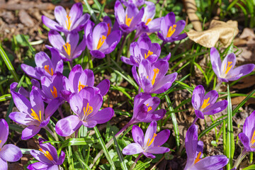 Beautiful purple spring crocuses in the garden in sunny day. Floral spring background with wild crocus flowers on meadow. Springtime, nature. Selective focus, close up, macro.