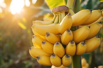 Ripe Yellow Bananas Hanging On Tree Branch