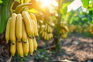 Ripe Yellow Bananas Hanging on Tree in Sunlight