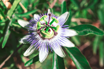 Passionflower (Passiflora) features intricate white petals, purple filaments, green and yellow reproductive parts. Its complex structure makes it a popular subject in botanical studies and photography