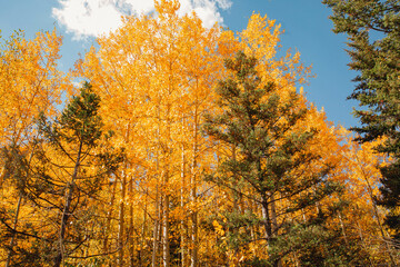 Fototapeta premium Fall in the mountains