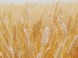 Fototapeta premium A golden wheat field under the blue sky, a picturesque scene of nature's abundance. The grain is ready for harvest in autumn. Close-up of a golden ear of wheat, with a background of a landscape 