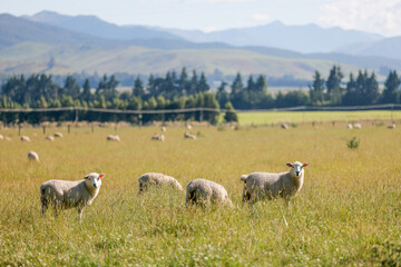 ニュージーランドの羊
