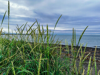 Fototapeta premium Close up of green grass, water background, Seltjarnarnes city area, Reykjavik, Iceland