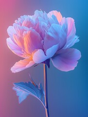 Obraz premium Elegant Peony Flower with Gradient Blue and Pink Background