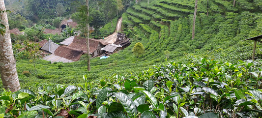 green tea plantation in Indonesia 
