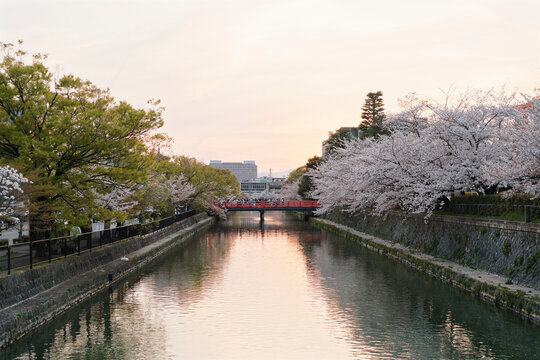 Cherry Blossoms along Okazaki Canal (岡崎疏水) in Kyoto, Japan