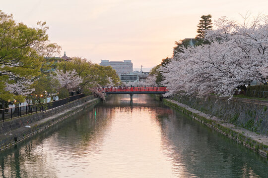 Cherry Blossoms along Okazaki Canal (岡崎疏水) in Kyoto, Japan