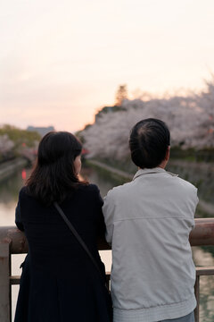 Cherry Blossoms along Okazaki Canal (岡崎疏水) in Kyoto, Japan