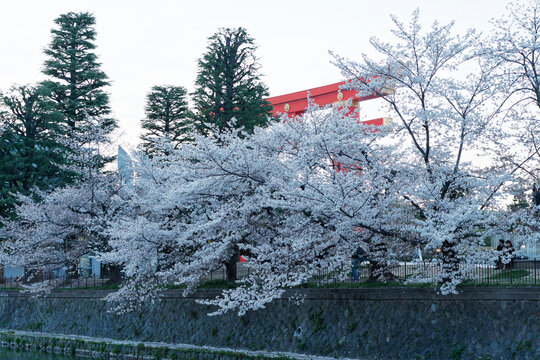 Cherry Blossoms along Okazaki Canal (岡崎疏水) in Kyoto, Japan