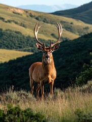 Majestic Mule Deer Buck in Mountain Meadow at Sunrise