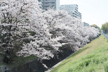 Cherry blossom along a street in Japan