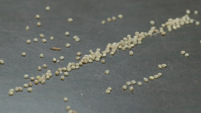 Sitophilus insect larvae crawling in a millet grains fallen in the ground, 4k, stable shot